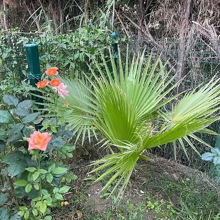 Near Beach, With Garden Golem (Tirana)
