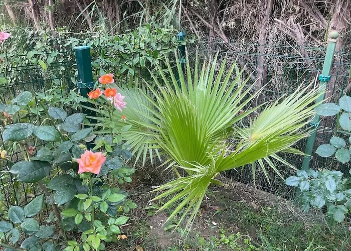 Near Beach, With Garden 格勒姆